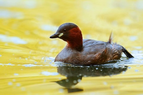 Little grebe (Tachybaptus ruficollis), North Rhine-Westphalia, Germany