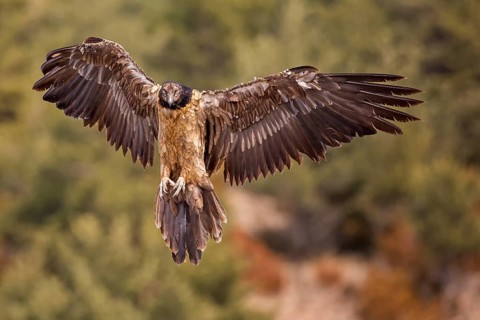 Bearded Vulture (Gypaetus barbatus) juvenile landing, Catalonia, Spain