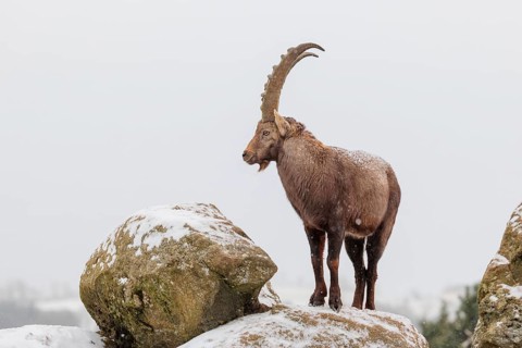 A male ibex (Capra ibex) stands on a rock in the snowstorm. A forest can be seen dimly in the