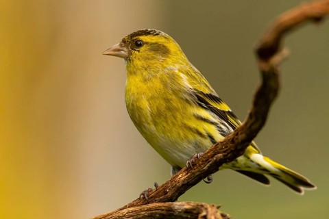 A vivid image showing a European siskin, Spinus spinus, resting on a twig against a blurred green
