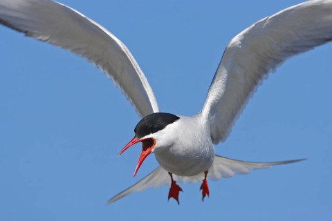 Arctic Tern (Sterna paradisaea) flying, Schleswig-Holstein, Germany