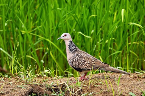 A pigeon stands on a mound of earth in front of green grass, a tranquil nature scene, a