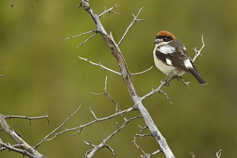 Woodchat Shrike (Lanius senator), Adyaman, Turkey