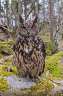 One Eurasian Eagle Owl, Bubo bubo, perched on a mossy log. Mossy rocks and a forest in the