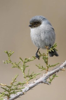 American Bushtit (Psaltriparus minimus), Texas, USA
