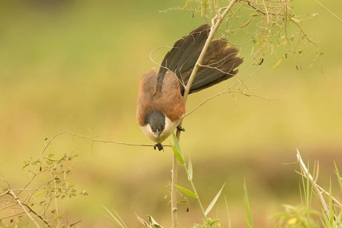 Senegal Coucal (Centropus senegalensis), Gambia