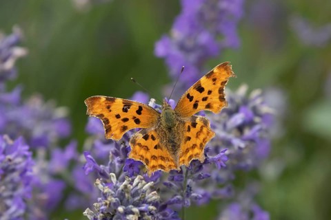 Comma butterfly (Polygonia c-album) adult insect feeding on garden Lavender flowers in summer,