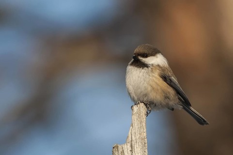 Grey-headed Chickadee (Poecile cinctus), Finnmark, Norway