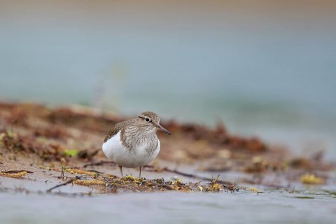 Common Sandpiper (Actitis hypoleucos) foraging, North Rhine-Westphalia, Germany