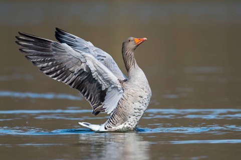 Greylag Goose (Anser anser) flapping wings, Lower Saxony, Germany