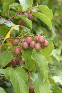 Mini kiwi (Actinidia arguta WEIKI ®)