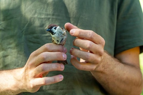 Cropped unrecognizable image of a biologist examining a tree sparrow for health checks during