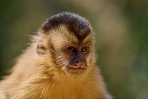 Close-up of a capuchin monkey looking to the side with a serious expression, capuchin monkey