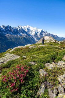 Mountaineer in mountain landscape with alpine roses, mountain panorama with glaciated summit of
