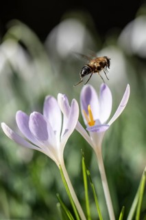 Elfin crocus (Crocus tommasinianus) with honey bee (Apis mellifera), Emsland, Lower Saxony, Germany