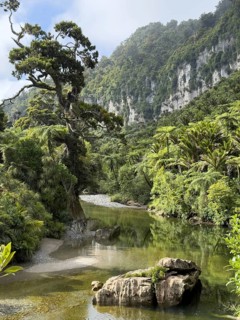 Gorge with green trees and palm trees on the Pororari River Track, Paparoa National Park, South