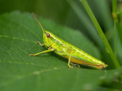 Small gold grasshopper, (Euthystira brachyptera), CChrysochraon brachyptera), grasshopper,