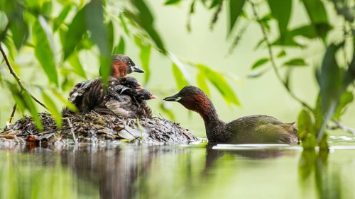 Little Grebe (Tachybaptus ruficollis) with chicks at nest, Hesse, Germany