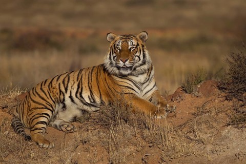 Bengal Tiger (Panthera tigris) male lying on hill, captive, Philippolis, South Africa