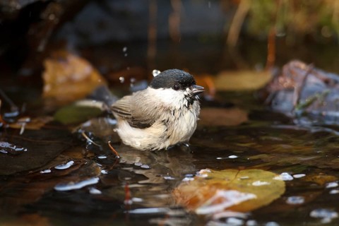 Marsh Tit (Poecile palustris) bathing, Rhineland-Palatinate, Germany