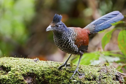 Banded Ground-Cuckoo (Neomorphus radiolosus) perched on a branch in Ecuador, South America