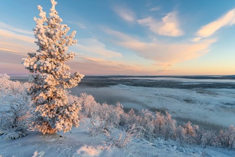Wintry morning over swamp landscape, Norrbotten, Lapland, Sweden, November 2020