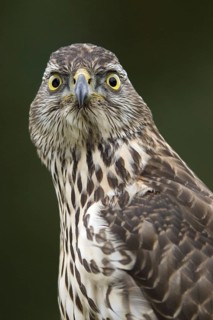 Northern Goshawk (Accipiter gentilis) juvenile, Lower Saxony, Germany