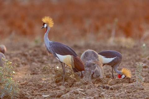 Crowned Crane (Balearica regulorum) and Worthog searching food South Luangwa NP Zambia August