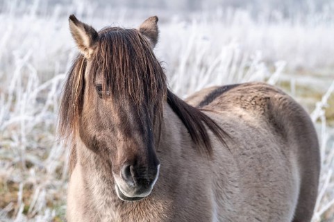 Horse in the foreground on a frosty pasture in diffuse light, Konik, Konik horse, Konik pony (Equus