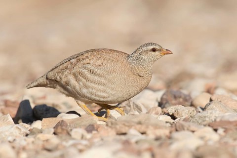 Sand Partridge (Ammoperdix heyi) female, Eilat, Israel