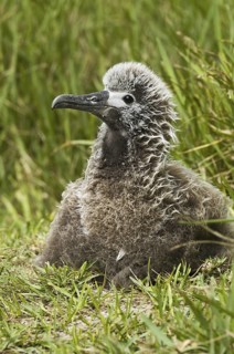 Laysan Albatross (Phoebastria immutabilis), Hawaii, USA