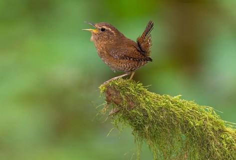 Pacific Wren (Troglodytes pacificus) singing, British Columbia, Canada