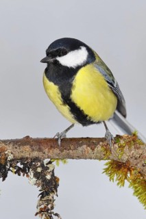Great Tit (Parus major), sitting on a branch overgrown with moss and lichen, Wildlife, Animals,