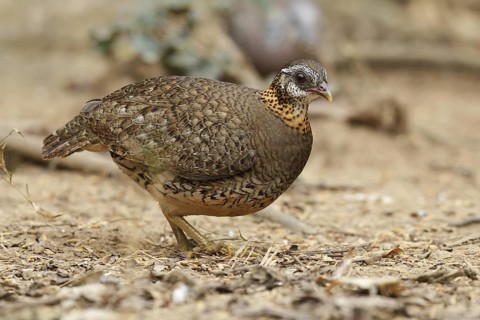 Green-legged Partridge (Arborophila chloropus), Kaeng Krachan, Thailand