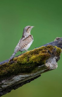 Eurasian Wryneck (Jynx torquilla), Hesse, Germany