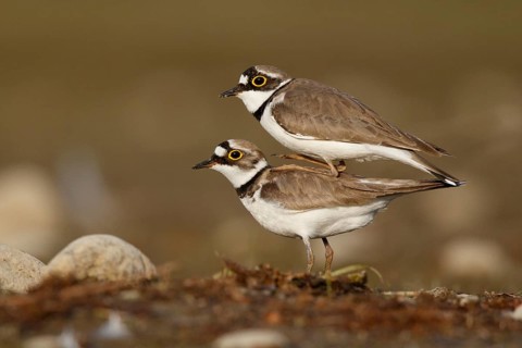 Little Ringed Plover (Charadrius dubius) pair mating, North Rhine-Westphalia, Germany