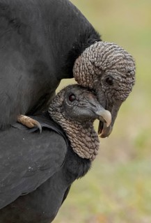 Black Vulture (Coragyps atratus), Texas, USA
