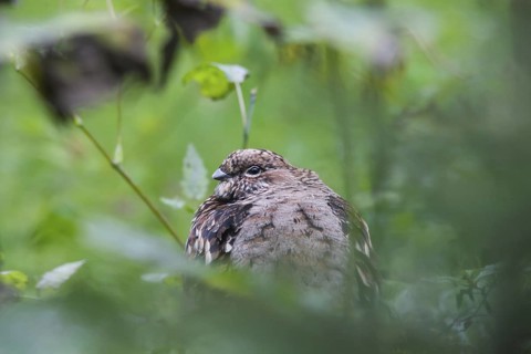 Hazel Grouse (Tetrastes bonasia), Bavaria, Germany