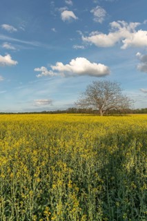 A field with yellow flowers and a tree in the centre. The sky is blue with some clouds. Bas Rhin,
