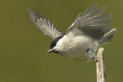 Marsh Tit (Poecile palustris), Rhineland-Palatinate, Germany