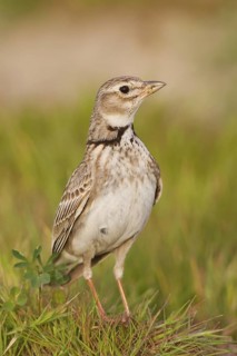 Calandra Lark (Melanocorypha calandra), Ankara, Turkey