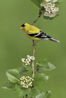 American Goldfinch (Spinus tristis) male, British Columbia, Canada