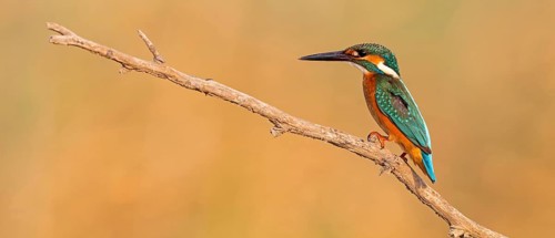 Kingfisher, (Alcedo atthis), animals, birds, kingfisher family, perch, biotope, habitat, Lahavot