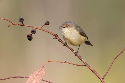 Buff-rumped Thornbill (Acanthiza reguloides) singing, Victoria, Australia