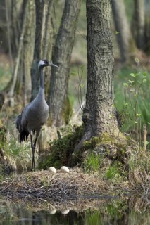 Common Crane (Grus grus) nest, Mecklenburg-Western Pomerania, Germany