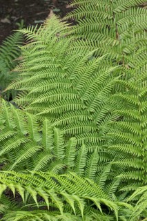 Australian pocket fern (Balantium antarcticum), Germany