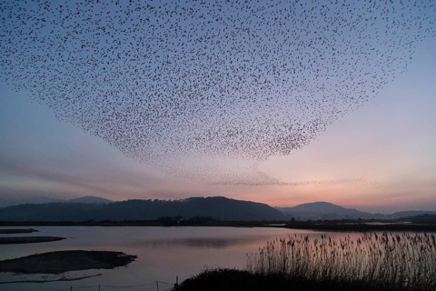 Common Starling (Sturnus vulgaris) huge flock flying in formation, Wales, United Kingdom