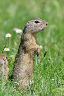 European ground squirrel (Spermophilus citellus) looking out of its burrow with curiosity and