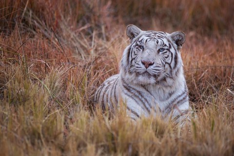 Bengal Tiger (Panthera tigris) white morph adult portrait, captive, Philippolis, South Africa