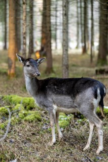 Fallow deer, female fallow deer (Dama dama), Landsberg am Lech Wildlife Park, Upper Bavaria,